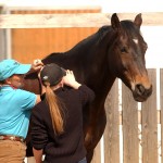 Teaching how to find stress points Hands-on healing clinic