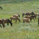The Gila Herd Wild horses living naturally