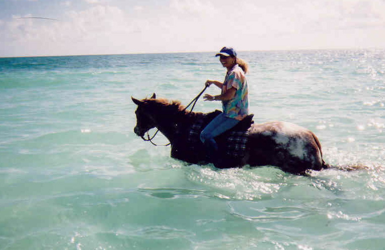 a ocean  horse