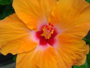 DSC00830