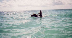 ocean horse